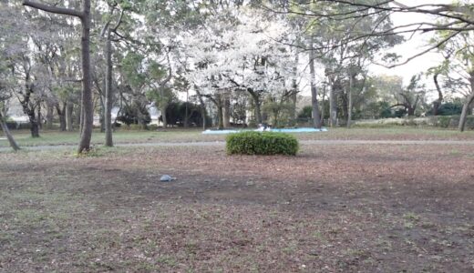 代々木公園の桜、私が毎朝ロケの現場から。2024年3月31日の開花状況（4分咲き？程度）